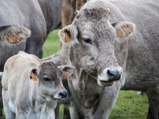 kuh kalb