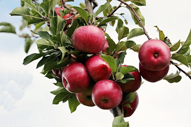 apfel am baum apfel am baum