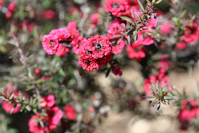 manuka bluten manuka bluten