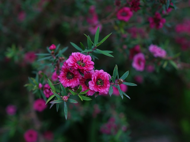 manuka pflanze manuka pflanze