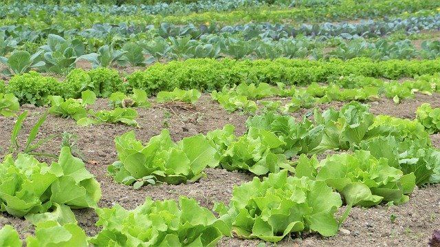 salat kopfe salat kopfe
