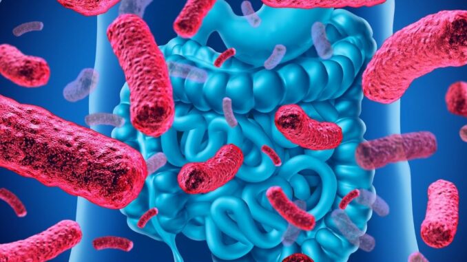 Eine Illustration des Verdauungssystems einer Person, die die Vorteile von Probiotikum 12 hervorhebt.