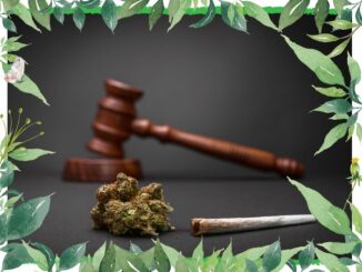 legalisering av cannabis