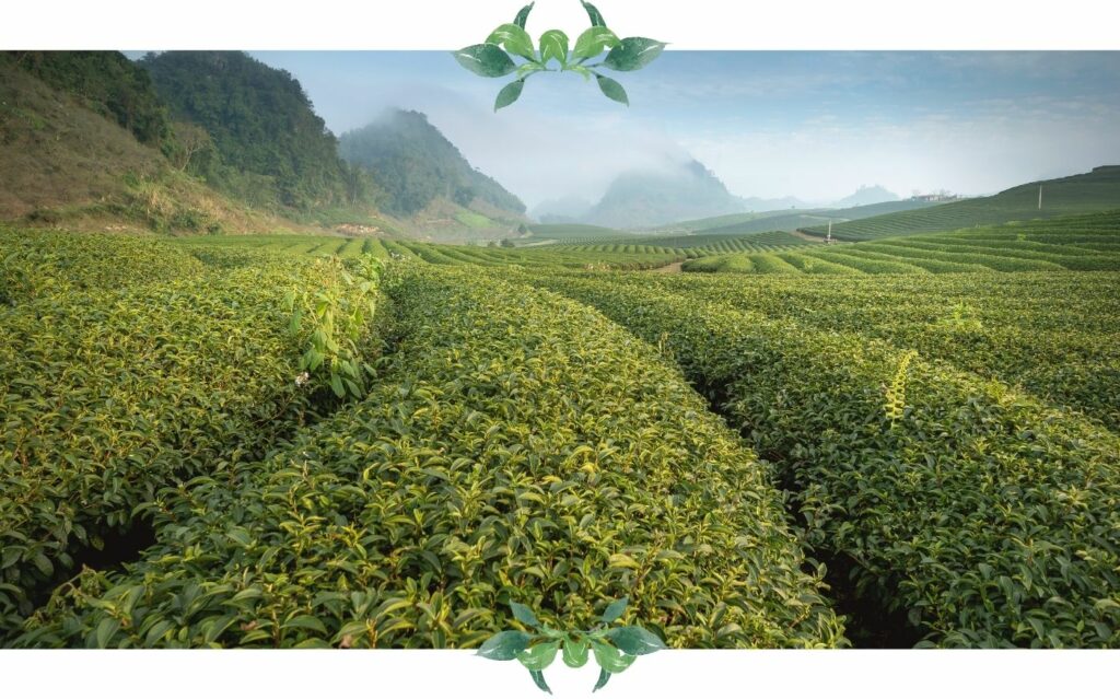 gruener tee plantage