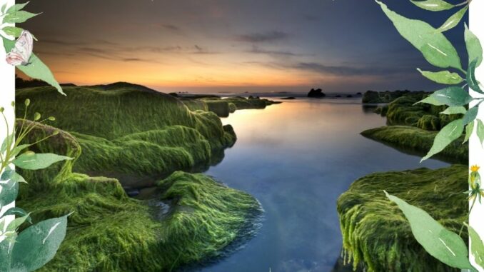 algen wasser natur