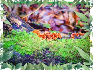 gljive u šumi reishi