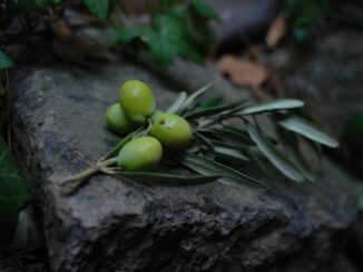 grune runde frucht auf schwarzer oberflache